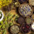 Indonesian-Herbal-Ingredients-Supplier-