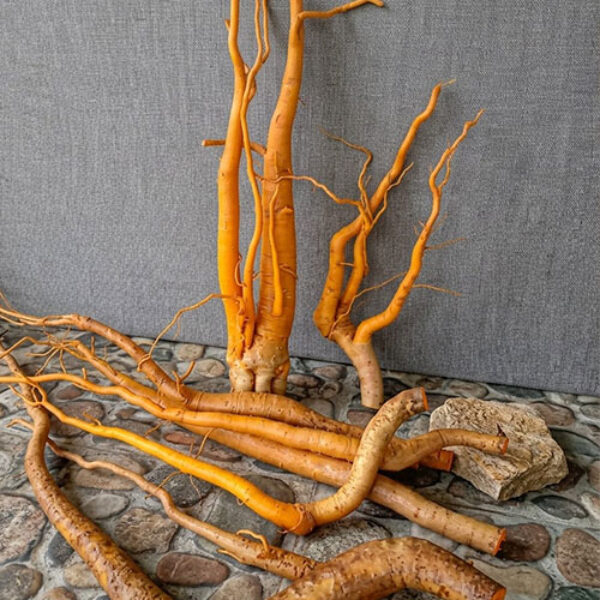 Pasak Bumi / Eurycoma Longifolia